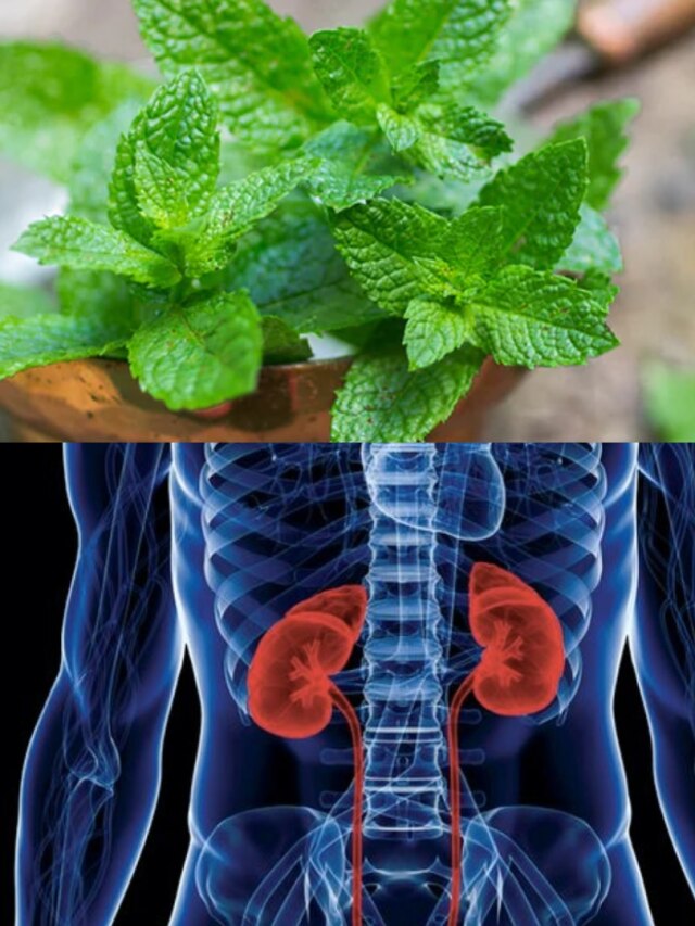 কিডনির ময়লা সাফ ৫ পাতায়, আজীবন জমবে না পাথর