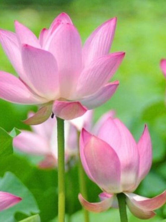 এই সহজ উপায়ে বাড়ির গামলায় ফোটান পদ্ম