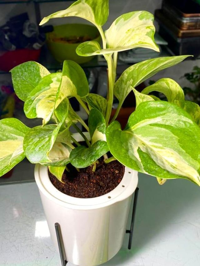 শুধু মানি প্ল্যান্ট নয়, বাড়িতে লাগালে এই গাছগুলিও ভাগ্য বদলে দেয়