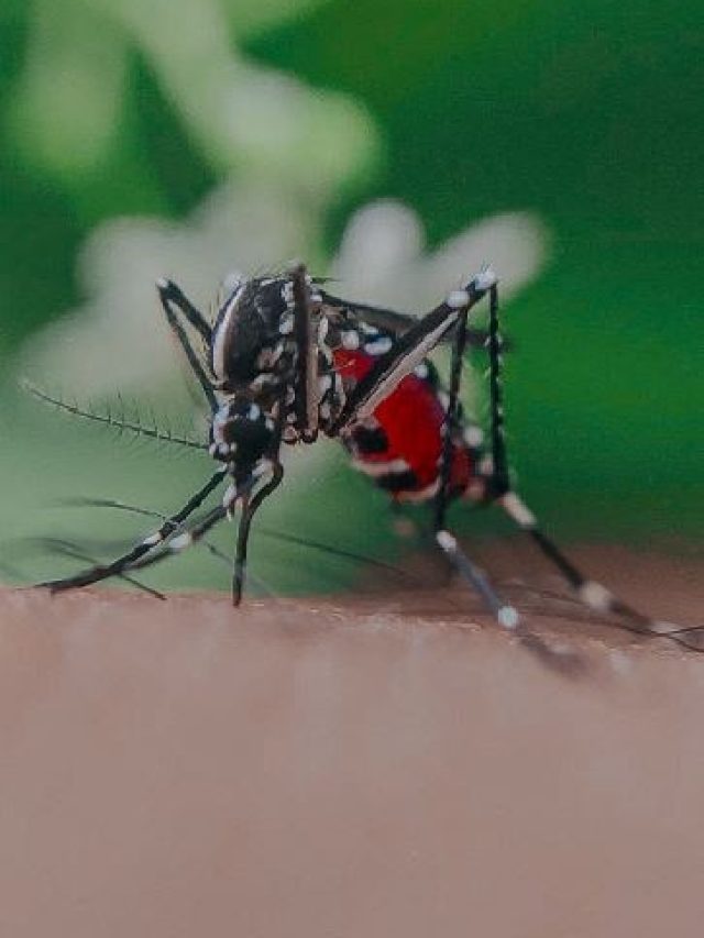 কাপড় থেকে মশার রক্তের দাগ তোলার উপায়