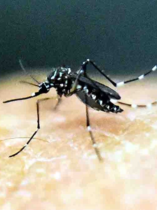 ডেঙ্গি-চিকুনগুনিয়া রুখতে ল্যাবে বিশেষ মশা বানাচ্ছে ICMR