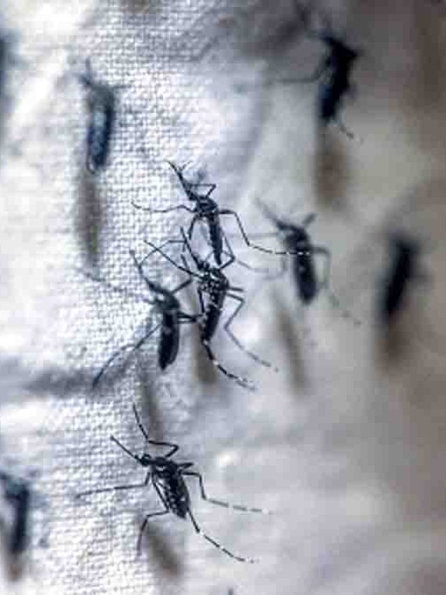 ঘরে সব মশা পাল ধরে পালাবে, এই এক জিনিস জলে ফেলে ঘর মুছুন