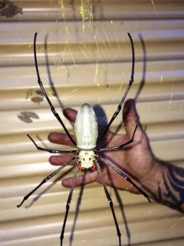 বড় সাপ-বাদুড় ধরে খায় এই রাক্ষুসে মাকড়শা!