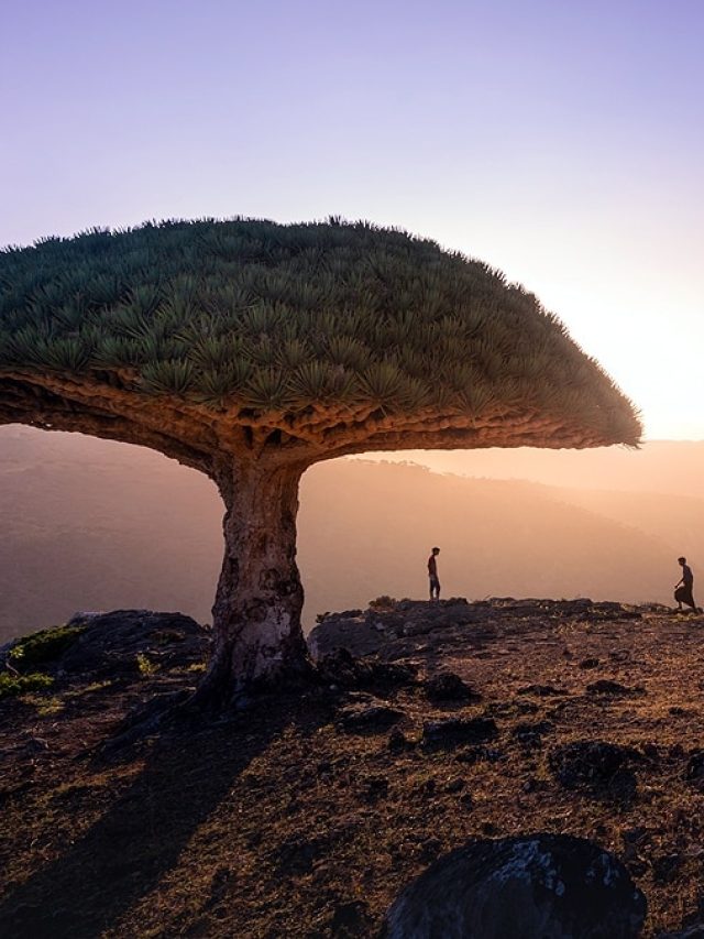 পৃথিবীর ‘এলিয়েন দ্বীপ’, এখানে সব কিছুই ভিন গ্রহের মতো!