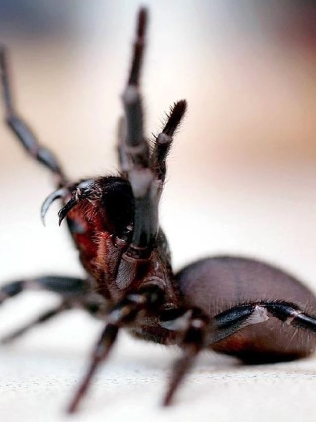 এই টোটকাগুলো মানলে বাড়িতে আর থাকবে না মাকড়সা