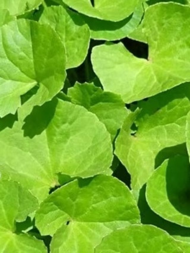 বয়স কম দেখায়, কমায় ওজনও, এভাবে খান থানকুনি পাতা