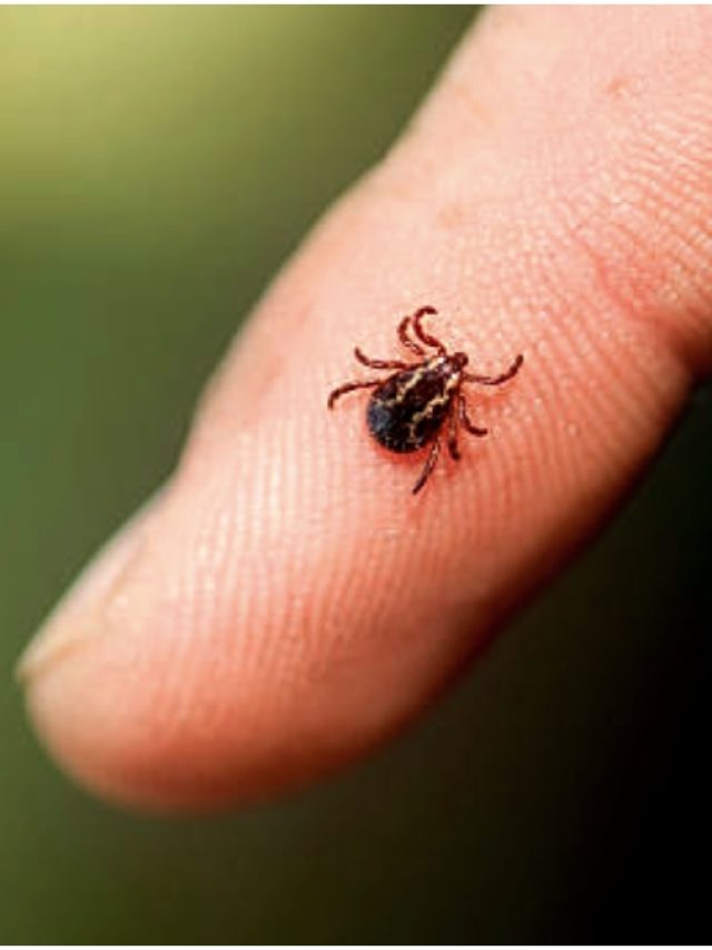 এই পোকা কামড়ালে দুধ-মাখন খাওয়াও বিপজ্জনক!