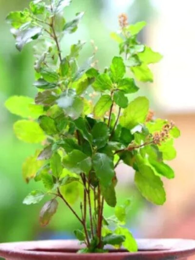 রাত কানা, হৃদরোগ থেকে কান ব্যথা, এই সব রোগেও অবর্থ্য তুলসী, জানতেন?