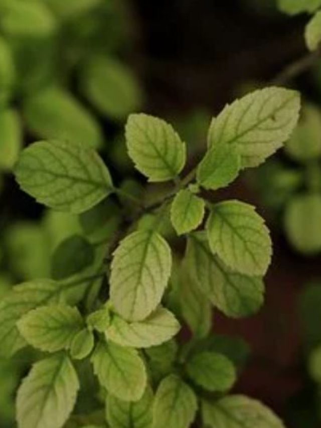 তুলসী দিতে পারে উল্টো ফল, এভাবে ব্যবহারে সর্বস্ব হারাতে পারেন