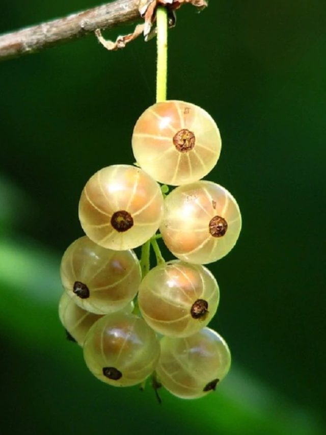 এই ১টি ফল চশমা থেকে মুক্তি দেবে, দৃষ্টিশক্তি বাড়ানোর আসল ওষুধ