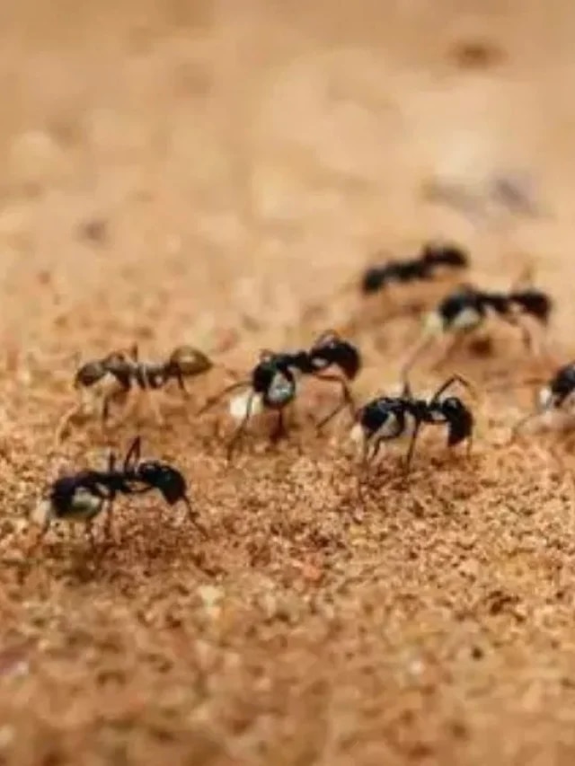 রান্নাঘরের এই এক সাদা মশলায় দলবল নিয়ে পালাবে পিঁপড়ে, জেনে রাখুন