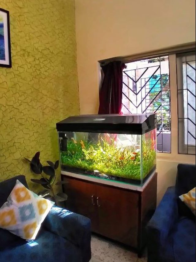 সংসারে সুখ-সমৃদ্ধি বাড়াতে সঠিক দিকে রাখুন অ্যাকোরিয়াম