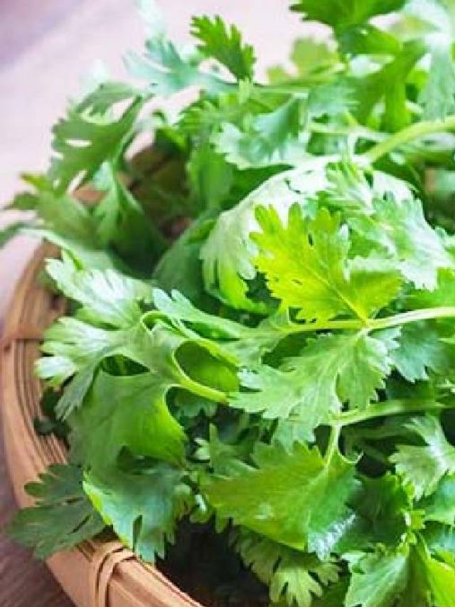 এভাবে রেখে দিলে দীর্ঘদিন তাজা থাকবে ধনেপাতা, জানুন