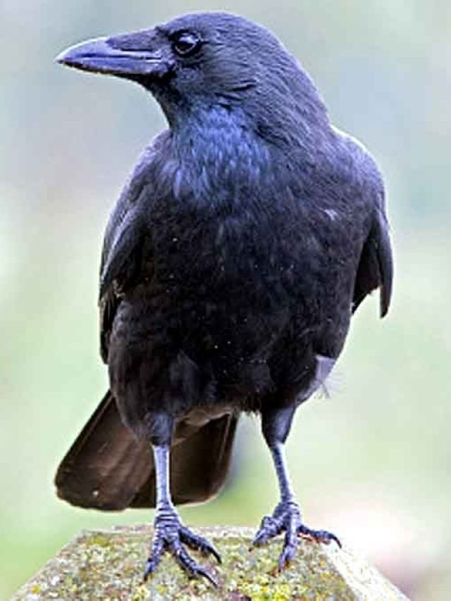 বাড়িতে বারবার কাকের  আগমন কীসের ইঙ্গিত? জানলে নিজে ডেকে আনবেন