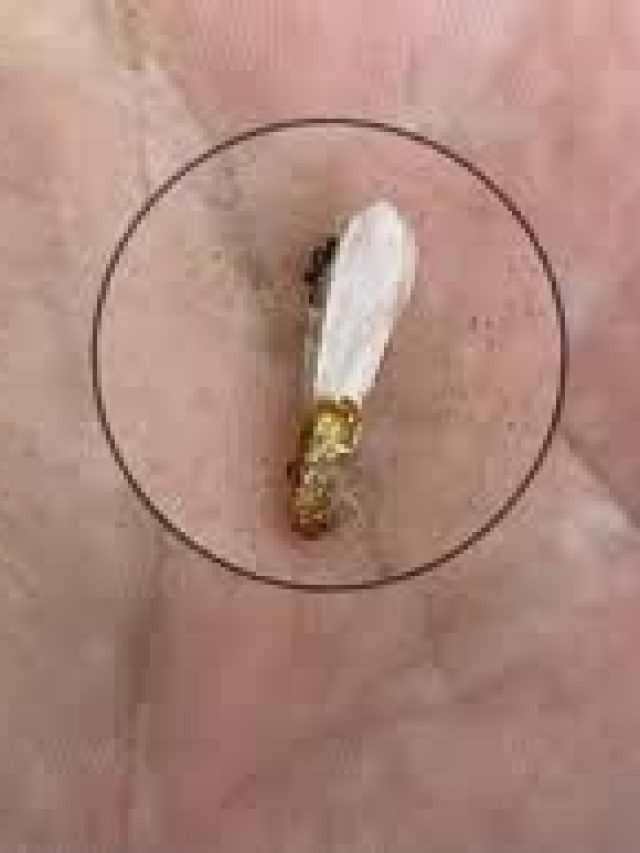 বই-জামাকাপড় পোকায় নষ্ট করছে? রইল সমাধান