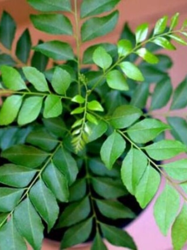 কারি পাতা দীর্ঘদিন সতেজ রাখার সহজ উপায়