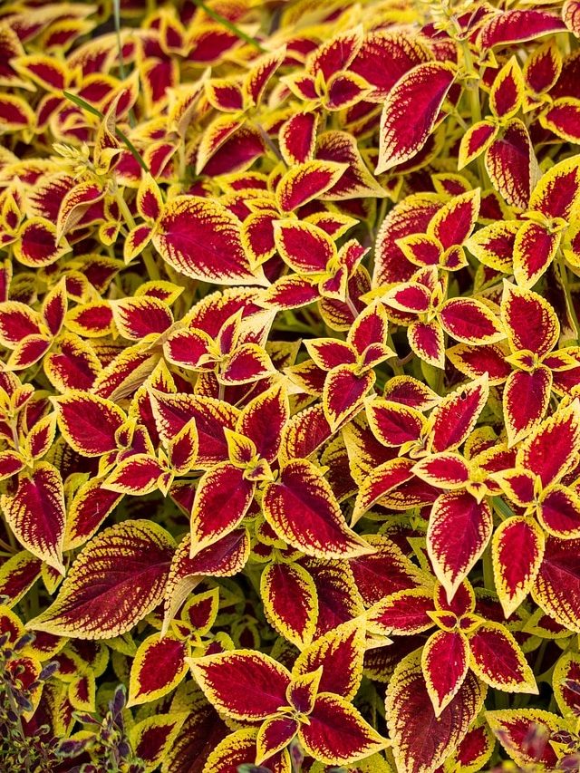 প্রত্যেক বাড়িতে রাখা উচিত লাল পাতার এই গাছ, ডাল পুঁতলেই হয়