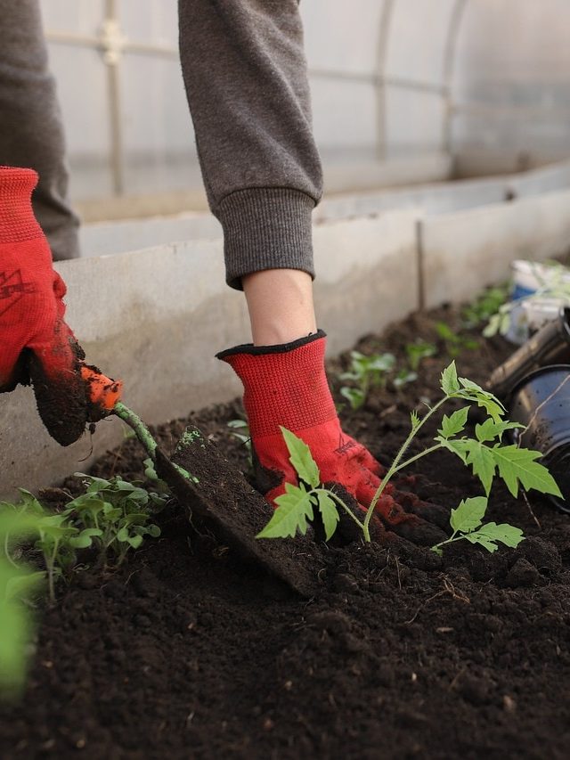 গাছ হবে সতেজ, হৃষ্টপুষ্ট, কৃষিজীবীদের এই টিপসগুলি ফলো করুন
