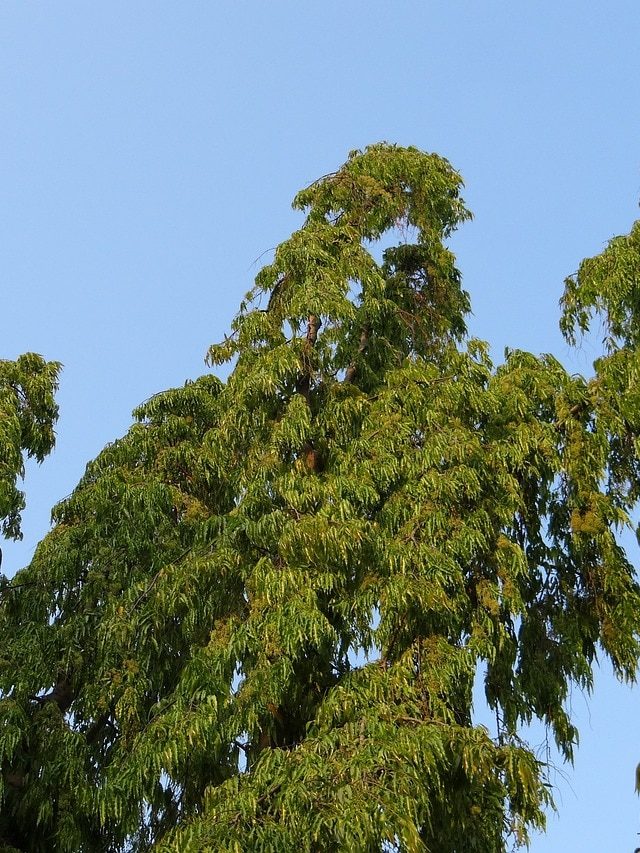 বাড়ির কাছে এই গাছ শুষে নেয় দুঃখ-কষ্ট, আনে সুখ-সমৃদ্ধি