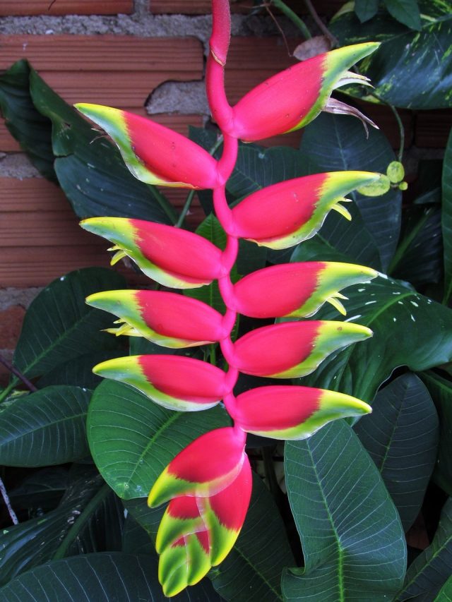 বিনা পরিশ্রমেই প্রচুর ফুল, বাড়ি আলো করে এই গাছগুলি