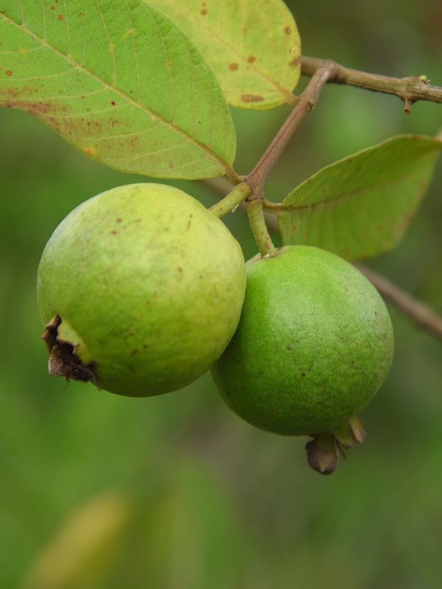 পেয়ারা পাতার রস: ওজন কমানো থেকে চুলের যত্ন, অনেক গুণ