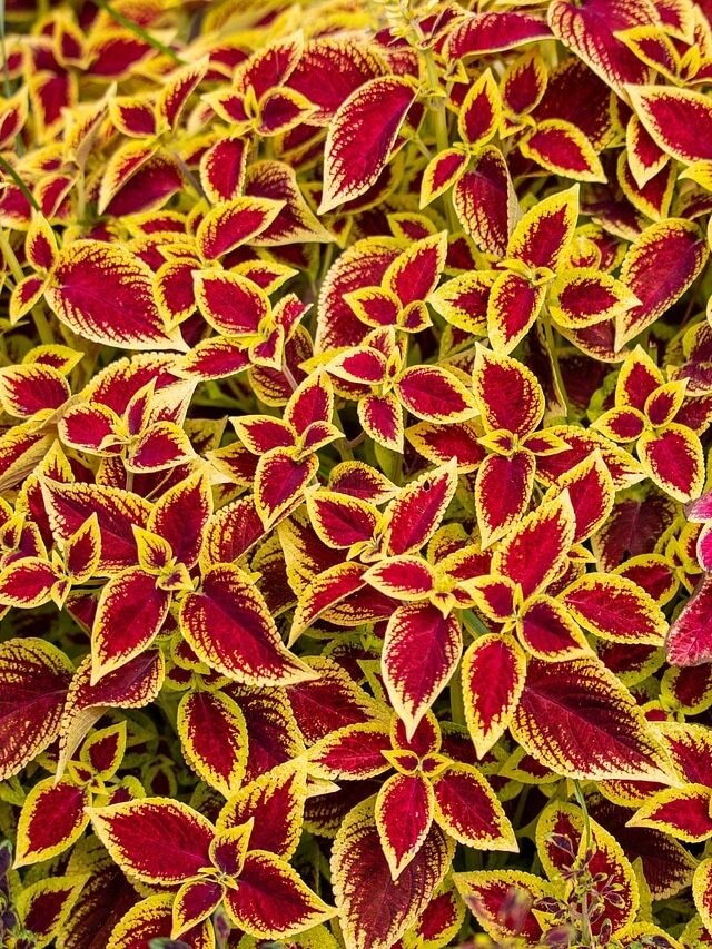 ডাল পুঁতলেই হবে, এই গাছটা রাখলে বাগানের ভোল পাল্টে দেবে