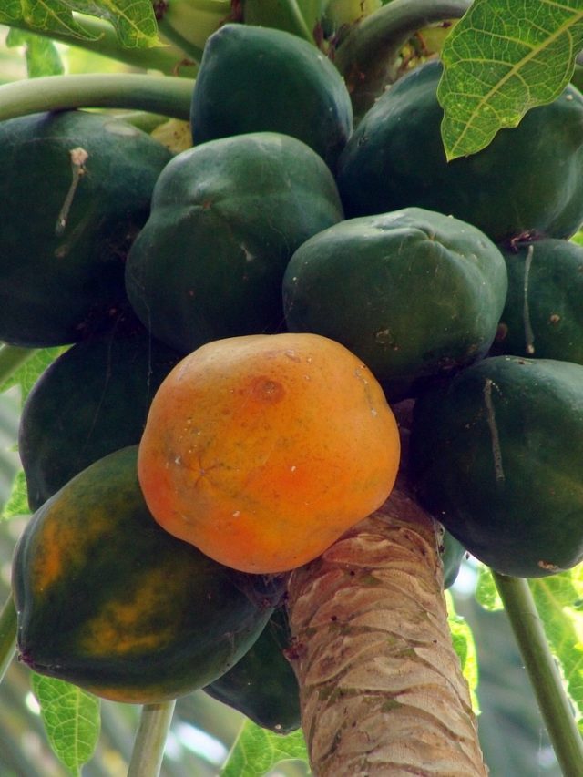 প্রত্যেক বাঙালি বাড়িতে যে ৬টি গাছ থাকা উচিত