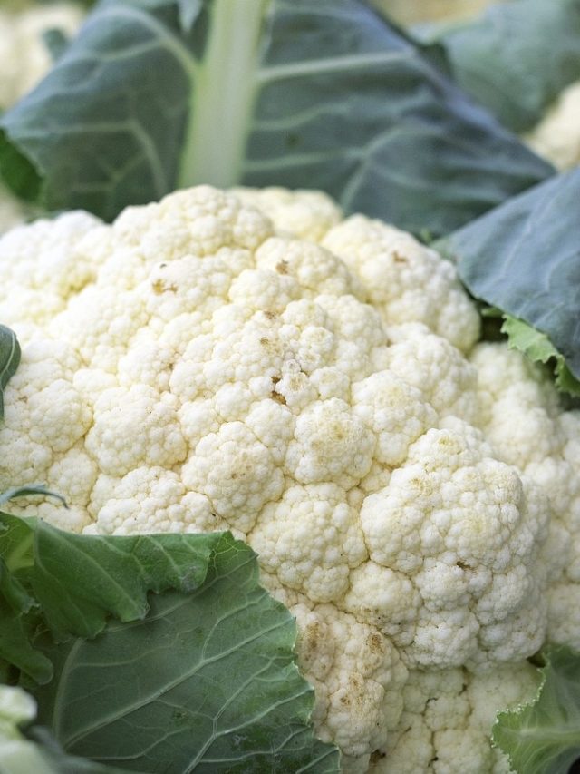 ফেলে দেন নাকি? দুধের বিকল্প ফুলকপি পাতা