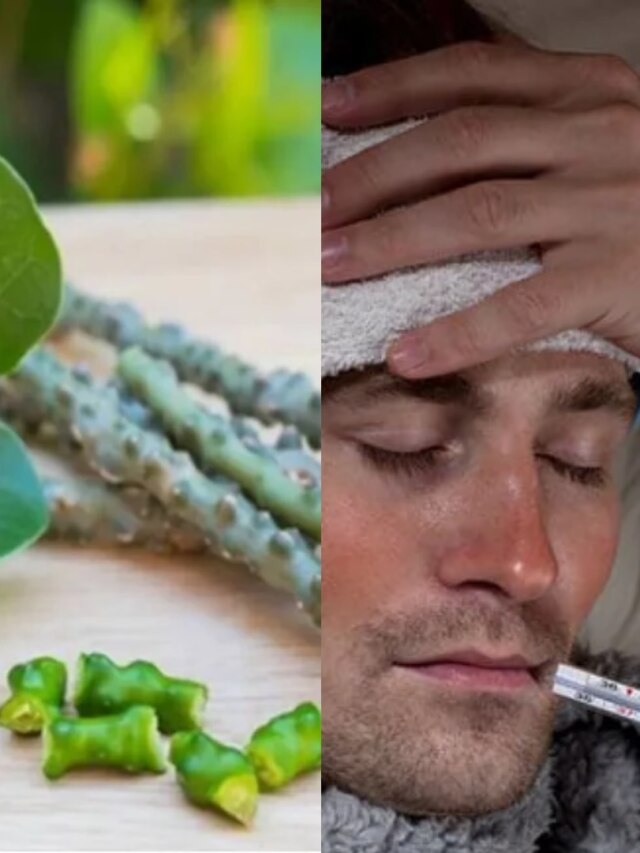 ডেঙ্গির যম এই পাতা-কাণ্ড হু হু করে বাড়বে প্লেটলেট