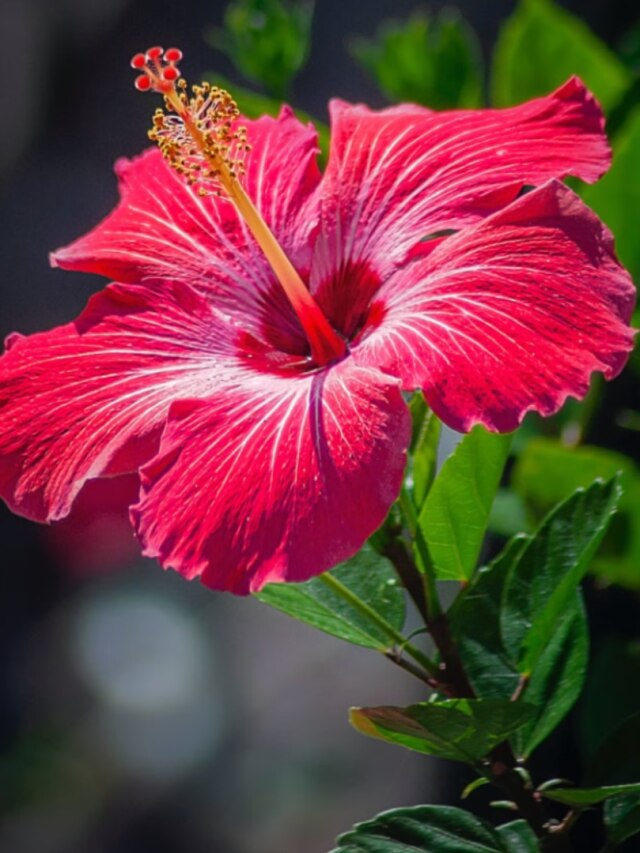 লাল জবার গাছ বাড়ির আশেপাশে থাকলে কী হয়? জেনে রাখুন