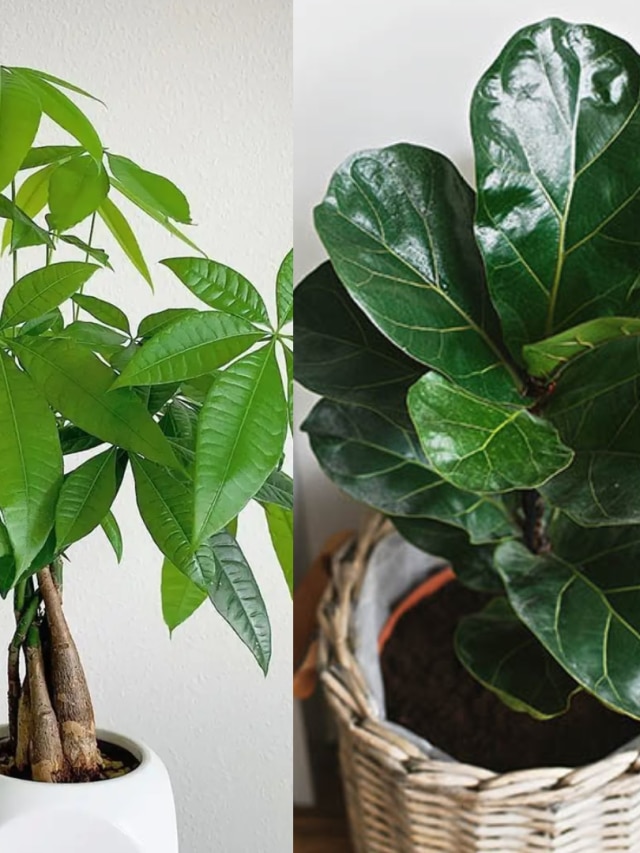 ঘরে এই ৫ গাছ রাখলে দূর হবে হাঁপানি