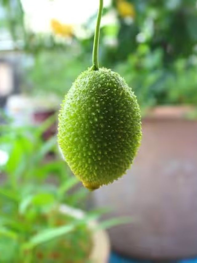 নিরোগ জীবন কাটাতে চান? অবশ্যই পাতে থাকুক এই সবজি