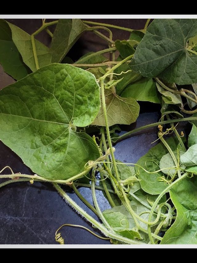 পেট ভালো রাখে, ইনফ্লুয়েঞ্জা থেকেও বাঁচায় এই মহৌষধি