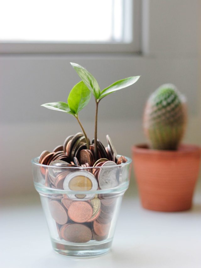 Is money plant good for your home? Check here