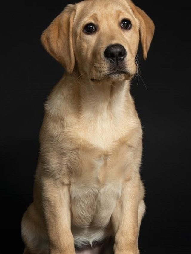 স্ট্রেস থেকে একাকীত্ব তাড়াতে পারে পোষ‍্য