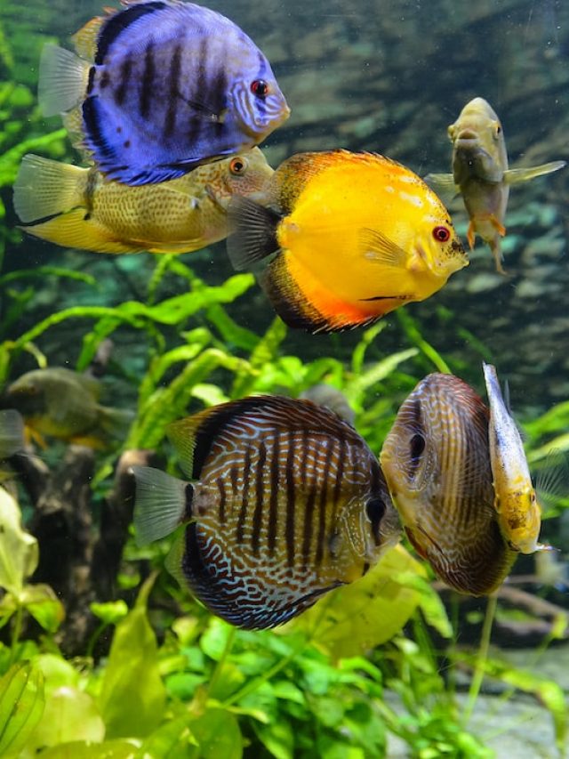 বাস্তু মতে বাড়ির এইদিকে মাছ রাখলে সংসার সুখের হয়