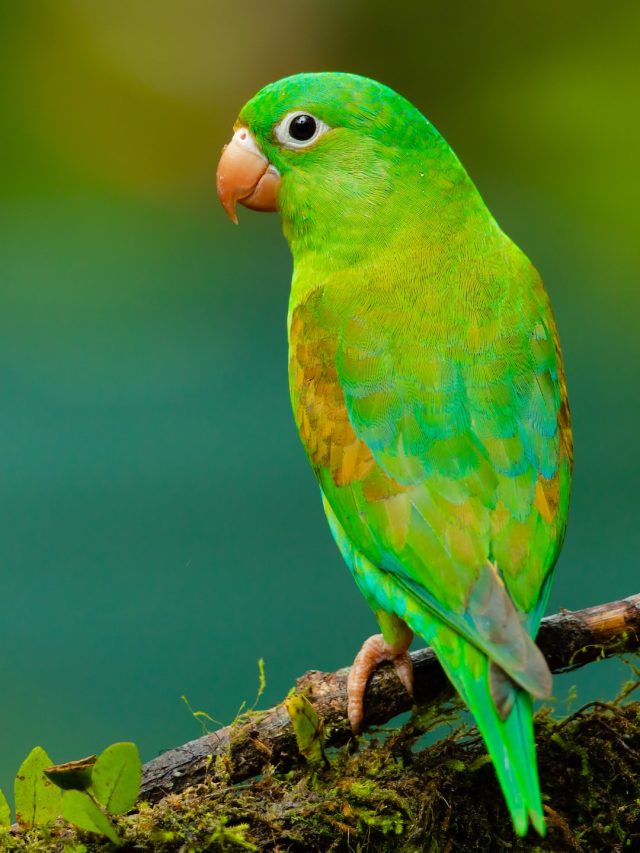 বাড়িতে এই পাখির আগমন খুবই শুভ, নিয়ে আসে টাকা!