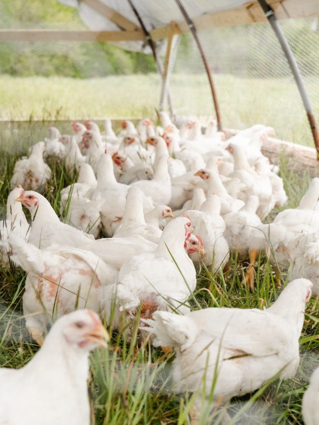 নিয়মিত ব্রয়লার মুরগি খান? হতে পারে মারাত্মক বিপদ!