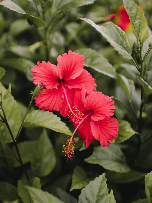 দারিদ্র্য দূর করবে জবা, বাড়ির সঠিক দিকে লাগালেই অর্থলাভ