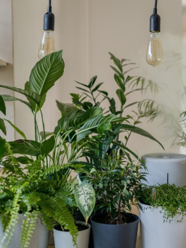 অর্থকষ্ট আনে, বাড়িতে ভুলেও  লাগাবেন না এই গাছ