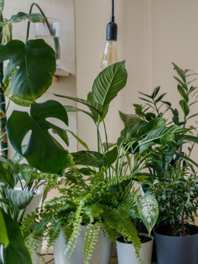 ঘরে এই ৫ গাছ রাখলে নিরোগ ১০০ বছর বাঁচবেন