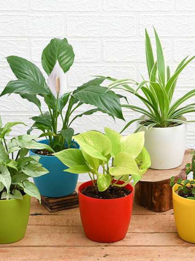 ৭ দিন বেড়াতে গেলেও শুকোবে না গাছপালা, টবে জল জোগানোর টেকনিক