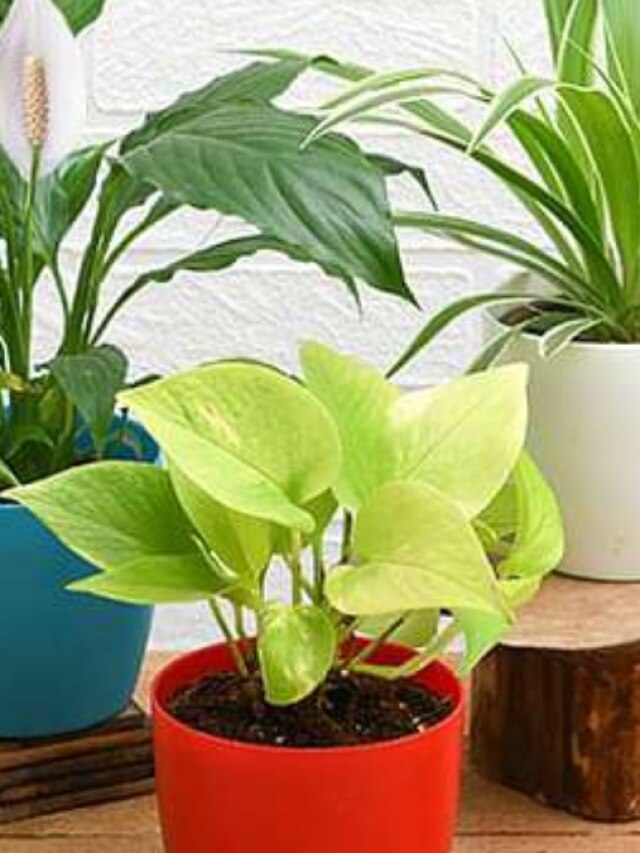 বাড়িতে ৩টি গাছ লাগিয়ে হতে পারেন কোটিপতি