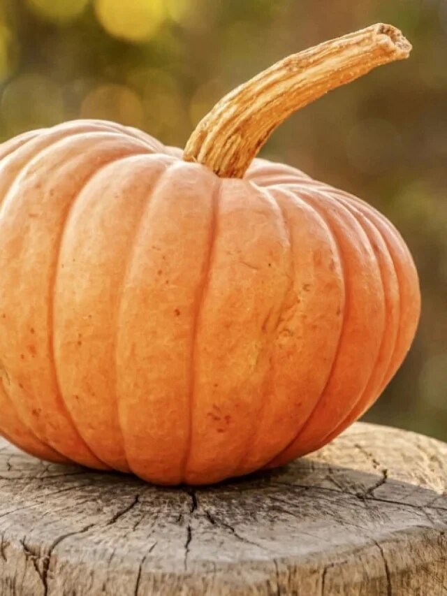 বাড়িতে কুমড়ো গাছ থাকলে সংসারে কী প্রভাব? জানুন