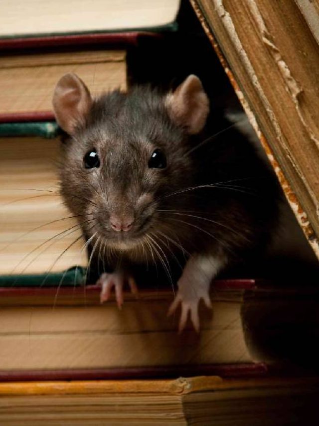 এই এক ফলকে ভয় পায় ইঁদুর, বাড়ির আশপাশে ঘেঁষে না