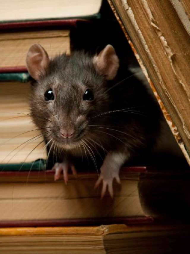ইঁদুরের উৎপাতে টেকা দায় বাড়িতে? বিষ ছাড়াই তাড়ান সহজে