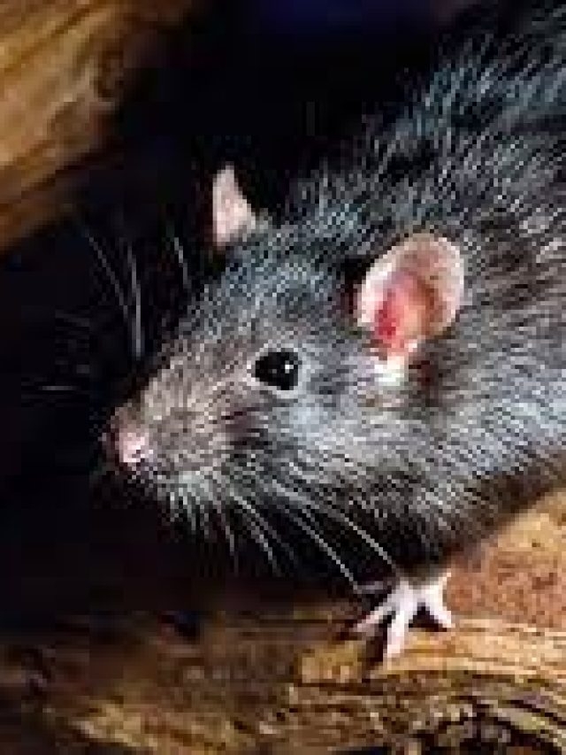 বাড়িতে ইঁদুর ঢোকা শুভ নাকি অশুভ, কীসের ইঙ্গিত?