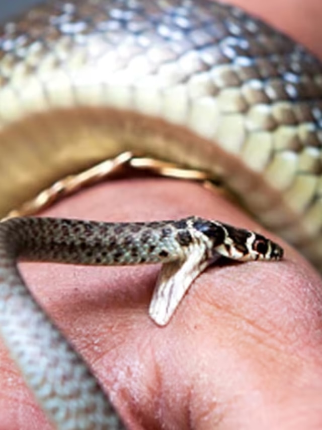 সাপে কামড়ালে বেঁচে যাবেন, খালি এই টেকনিকটা শিখে নিন