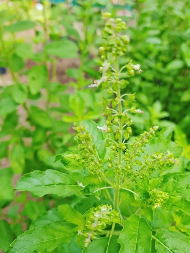 স্ট্রেস-ডিপ্রেশন দূর করবে তুলসীর এই উপায়
