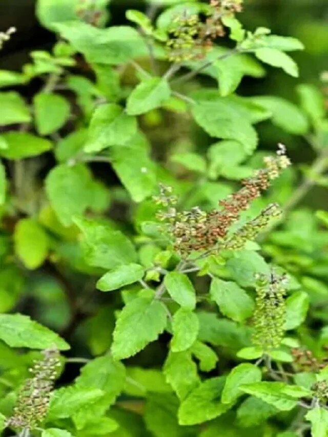 রোজ খান তুলসীপাতা! ৫টি রোগ থাকবে দূরে